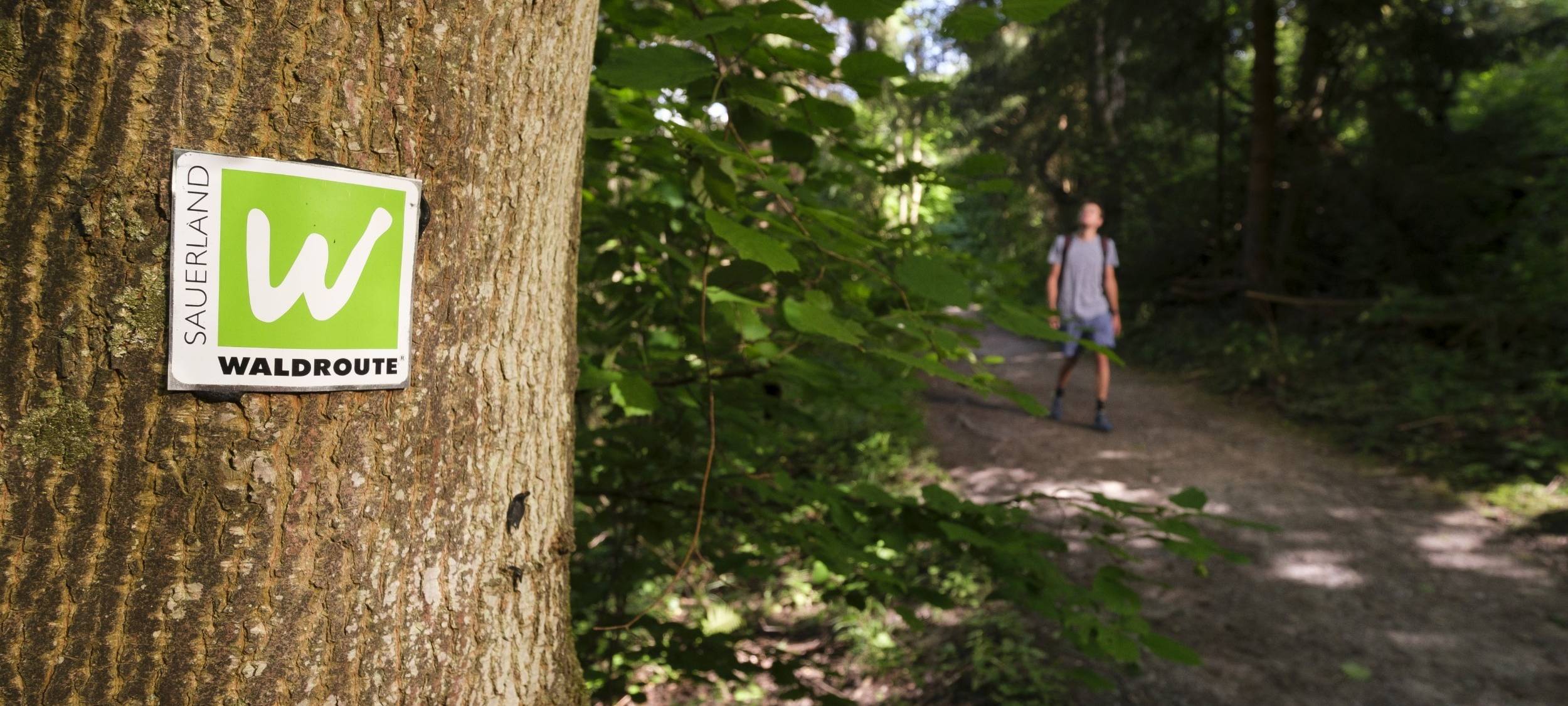 Sauerland-Waldroute auf Platz 1 in NRW