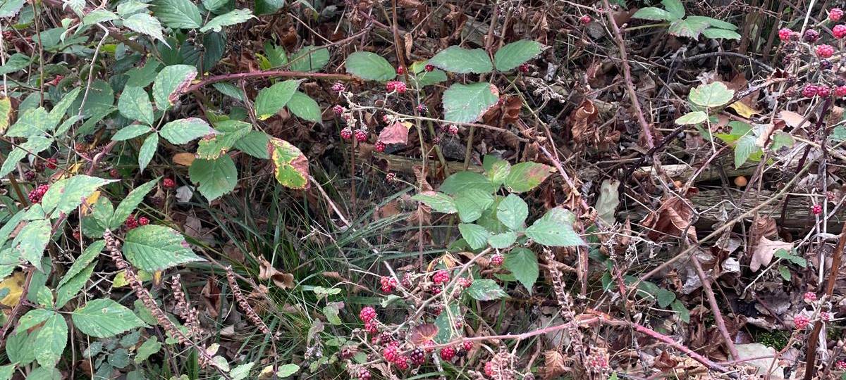 Bergwaldprojekt in Neuenrade