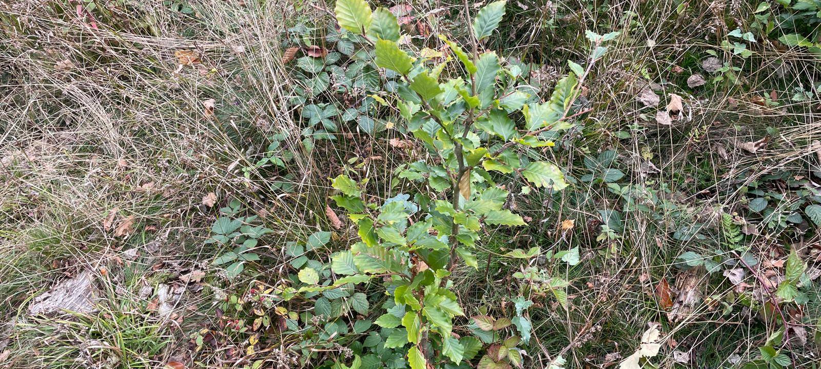 Bergwaldprojekt in Neuenrade