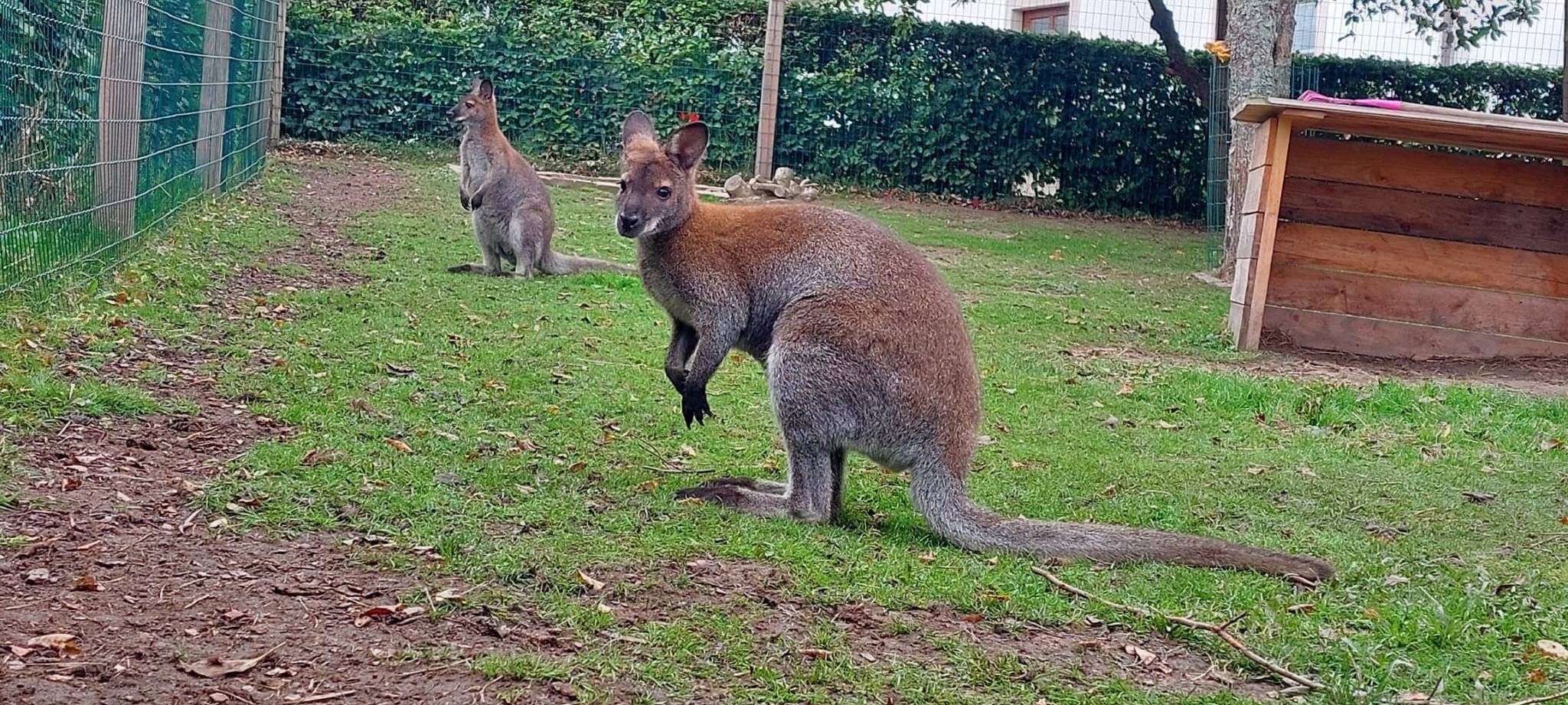 Outback in Altena: Wallabys wohnen am Großendrescheid