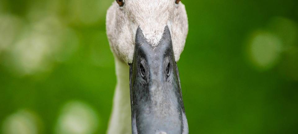 Eine Ente schaut in die Kamera