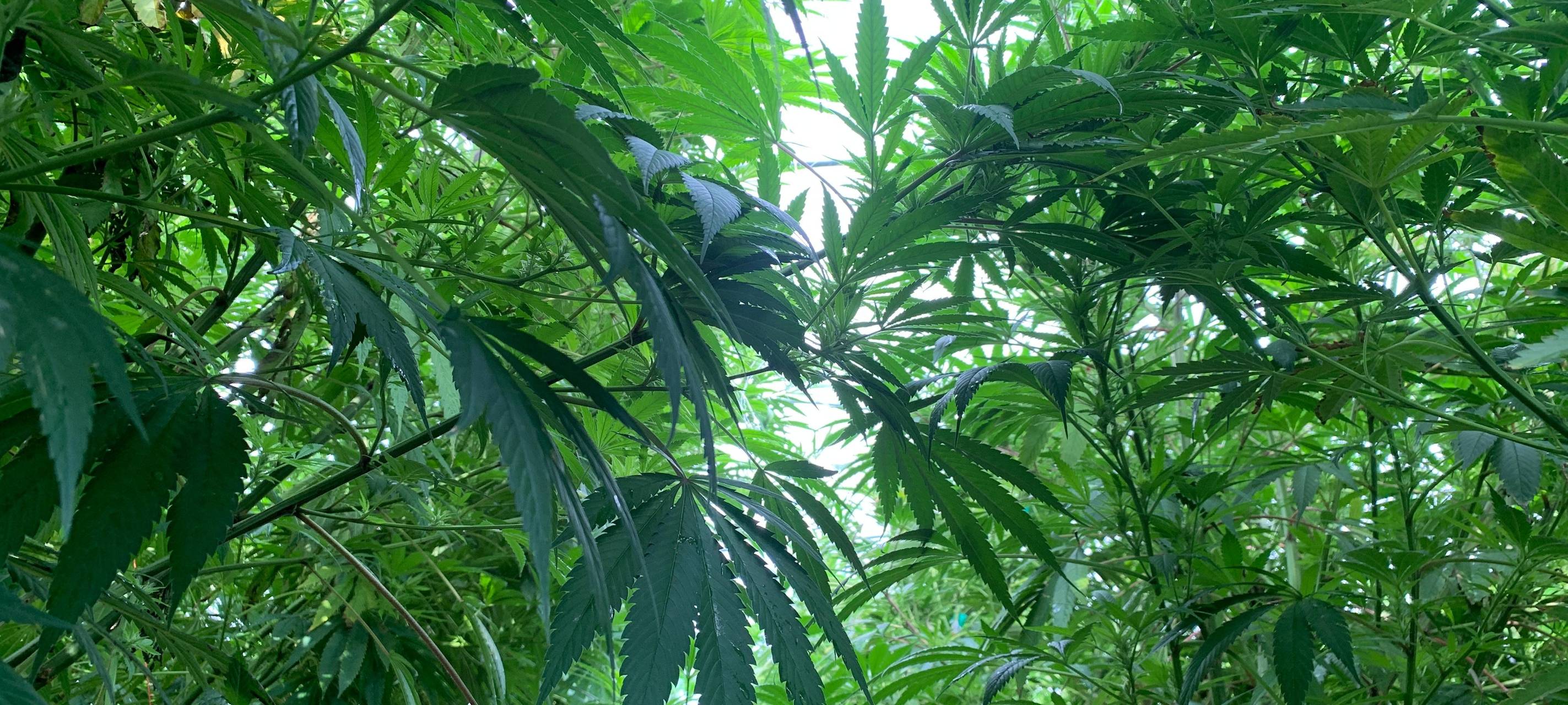 Die Freiluft-Ernte beim Werdohler Cannabis-Verein „Highlung“ läuft auf Hochtouren. Der genaue Standort der Pflanzen bleibt aus Sicherheitsgründen geheim und wird überwacht.