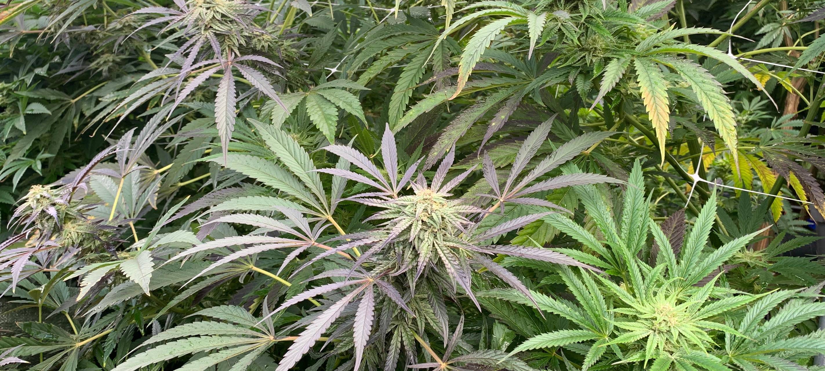 Werdohler Verein „Highlung“ feiert erfolgreiche Cannabis-Ernte