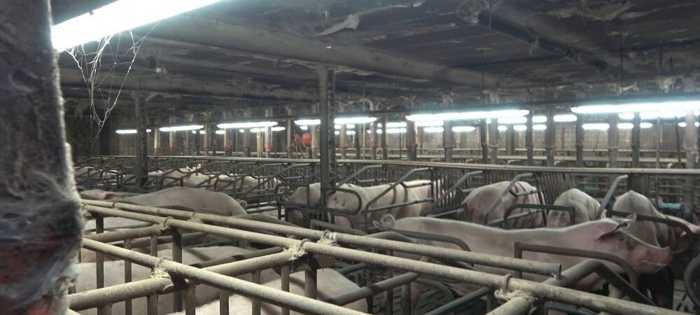 „Das Foto zeigt zu enge Kastenstände", schreibt ANINOVA in ihrer Mitteilung.