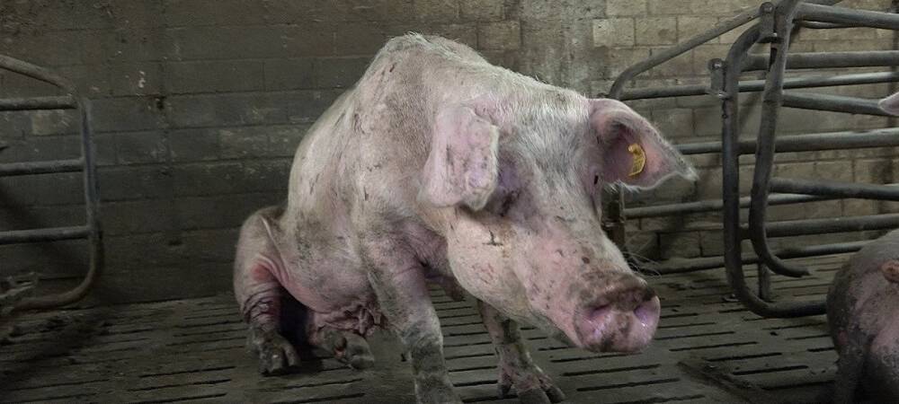 Das Foto zeigt ein verletztes Schwein.