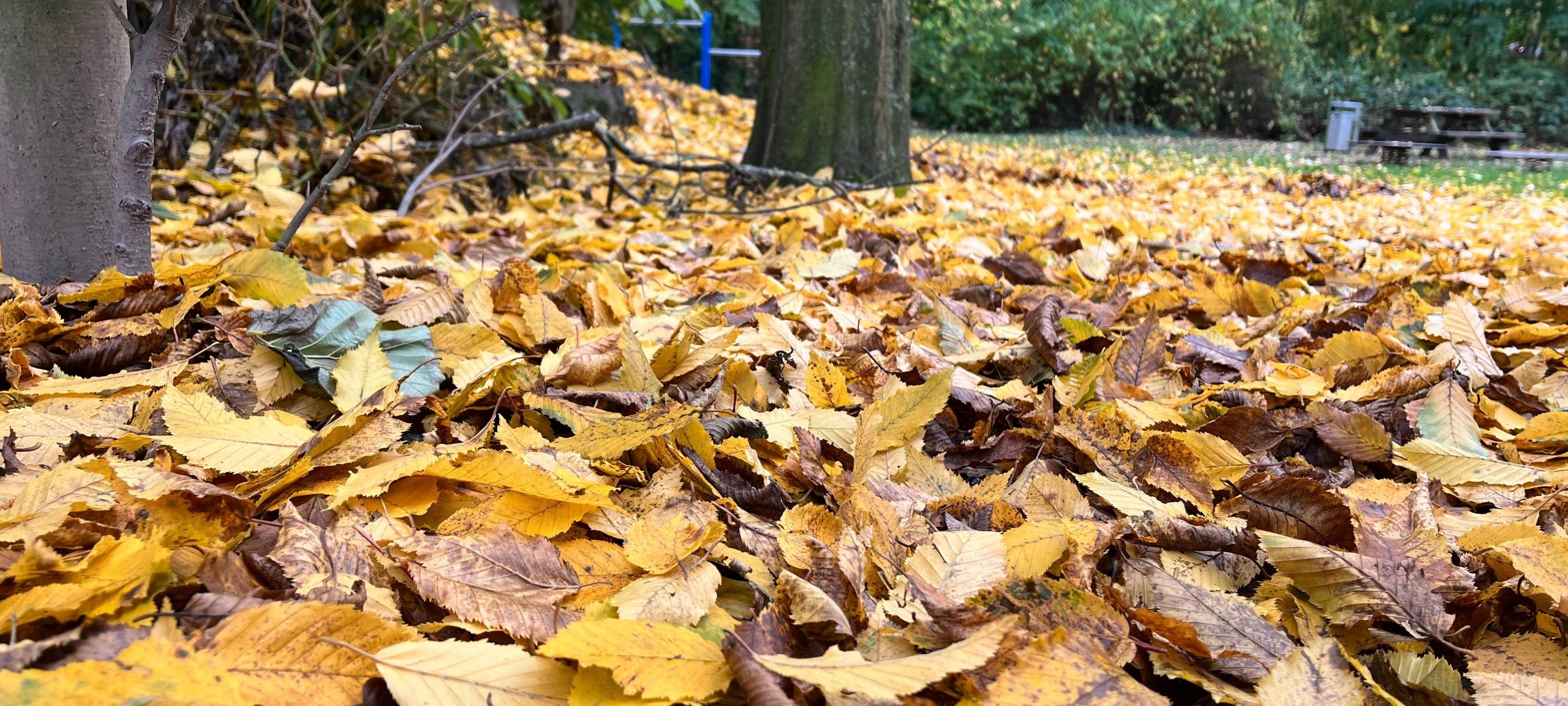 Herbstlaub: Tipps zur Entsorgung und Versicherung
