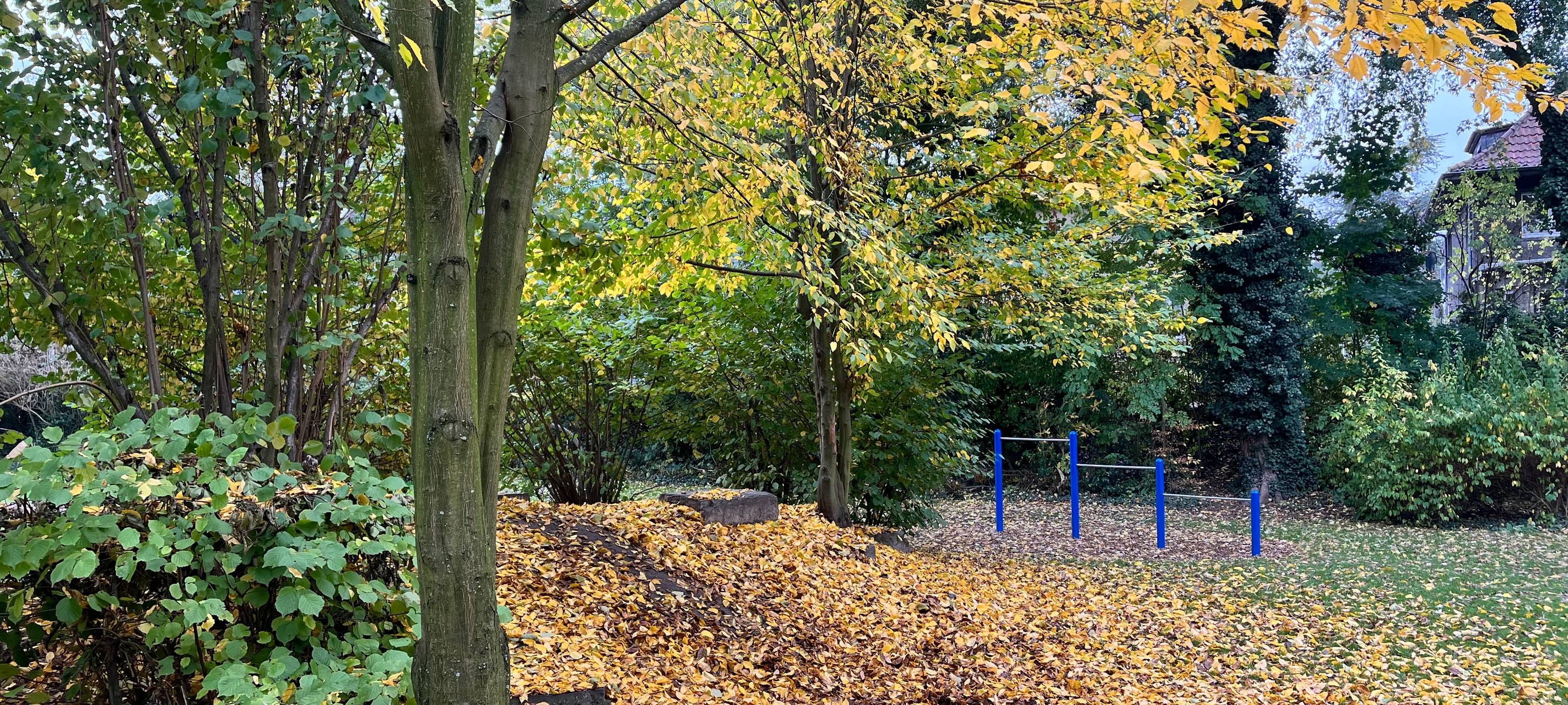 Herbstlaub: Tipps zur Entsorgung und Versicherung