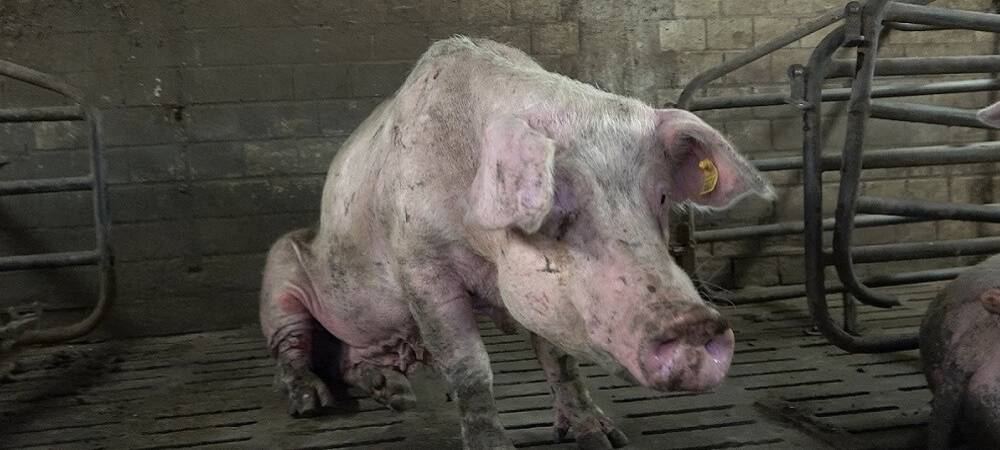 Tierschutz-Verstöße Thema im Kreistag