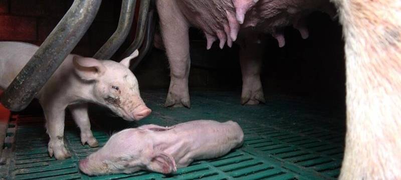 Grüne kritisieren Veterinäramt wegen Tierschutzverstößen in Halver