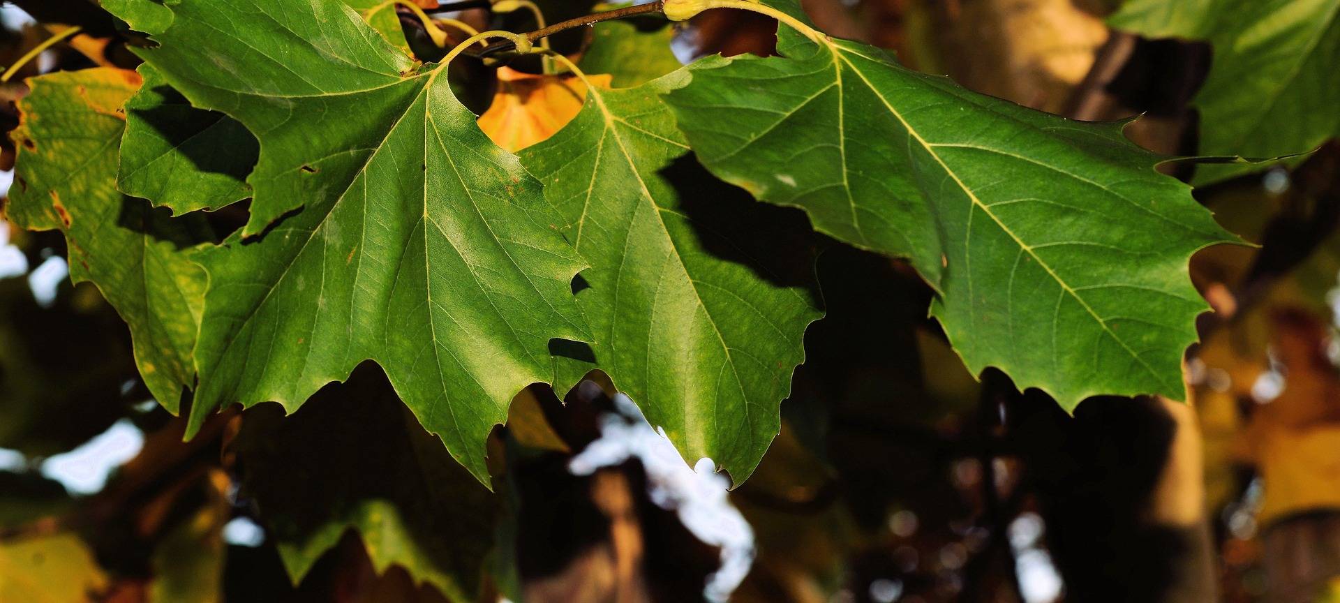 Alleebäume für den Landschaftsschutz