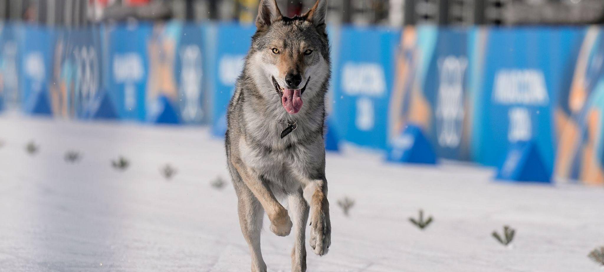 Olympische Winterspiele 2026