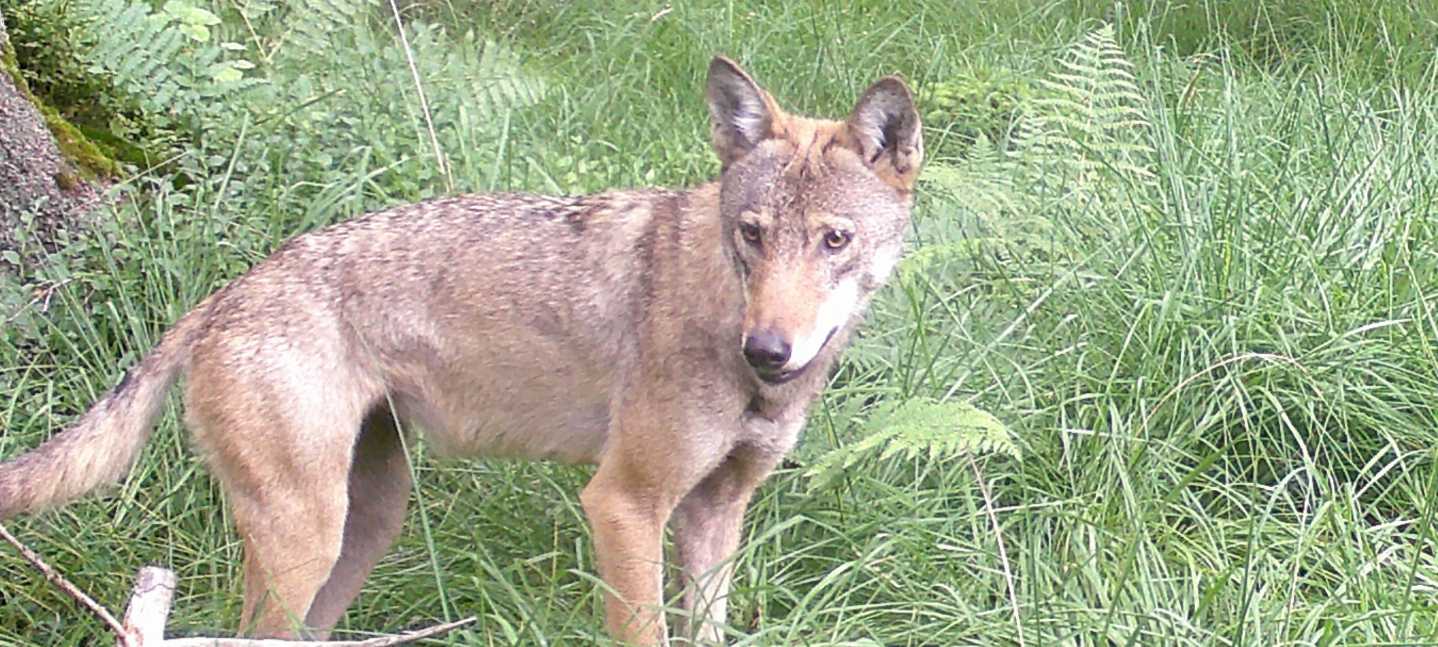 Wolf in Meinerzhagen