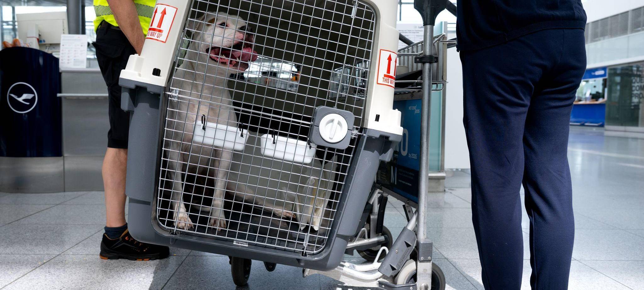 Flugreisen mit Hunden