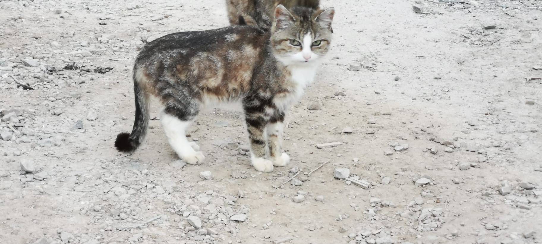 Linke fordert Katzenschutzverordnung für den Märkischen Kreis