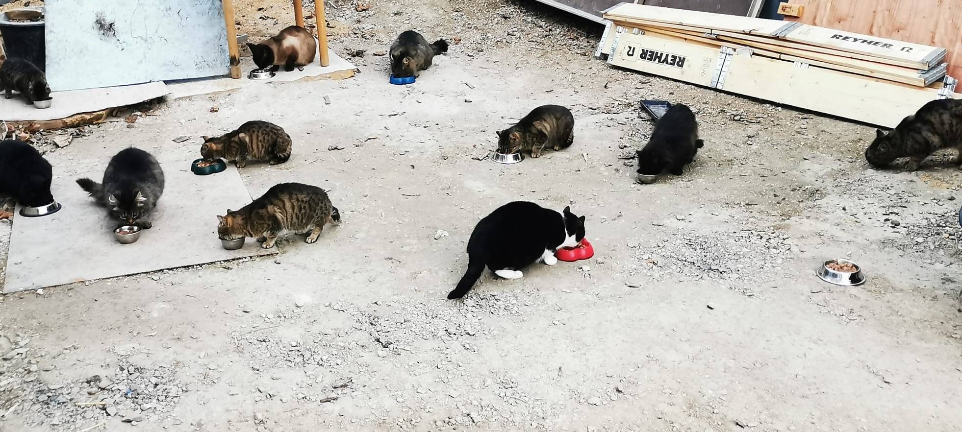 Linke fordert Katzenschutzverordnung für den Märkischen Kreis