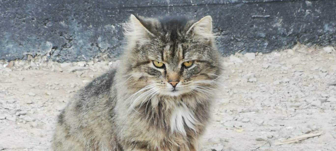 Linke fordert Katzenschutzverordnung für den Märkischen Kreis