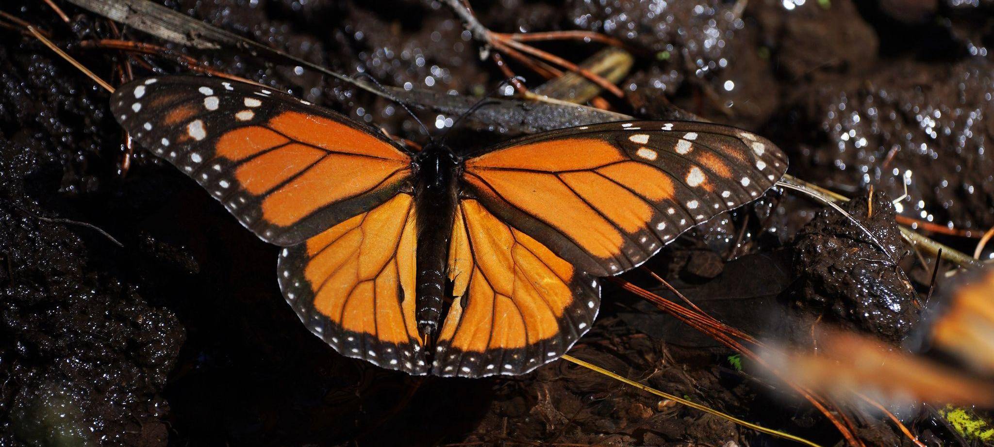 Monarchfalter in Mexiko