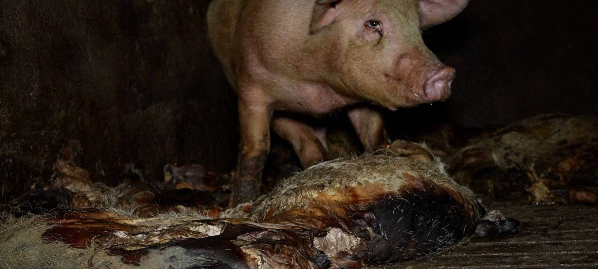 Grausige Zustände in einem spanischen Schweinemastbetrieb