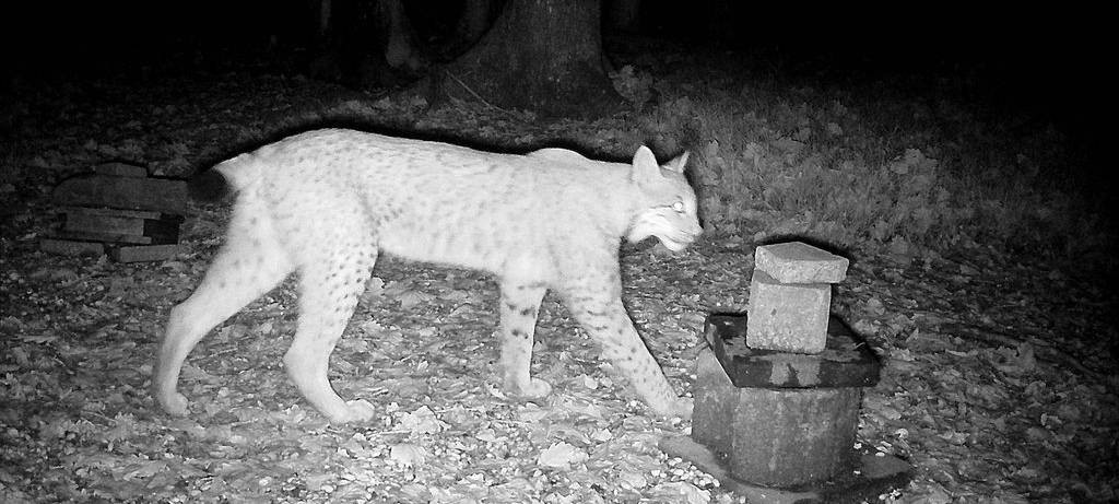 Luchs verlässt den Märkischen Kreis