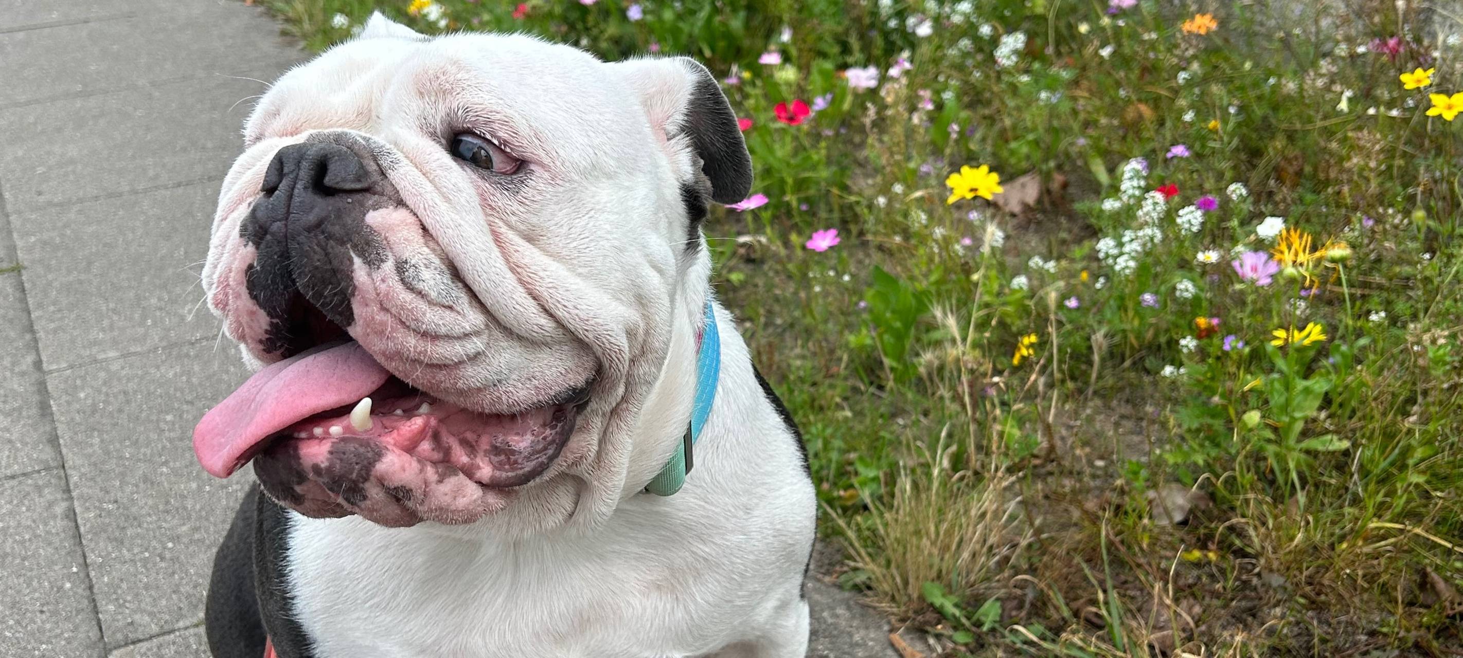 Iserlohn erhöht Hundesteuern wegen Millionen-Defizit