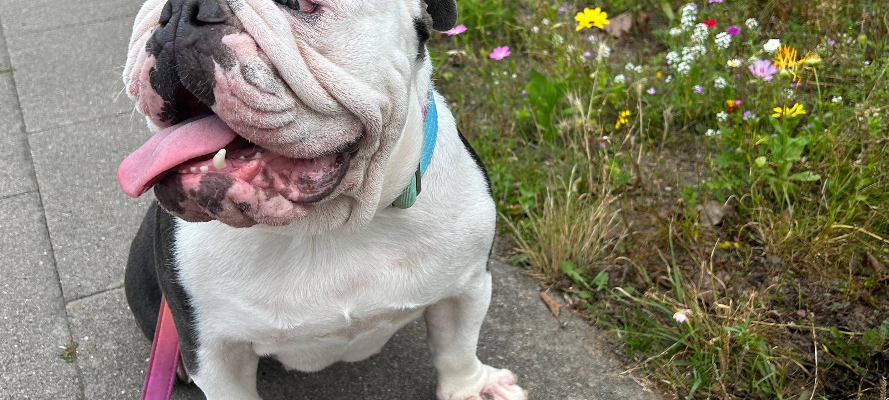 Hunde-Kontrollen starten in Lüdenscheid