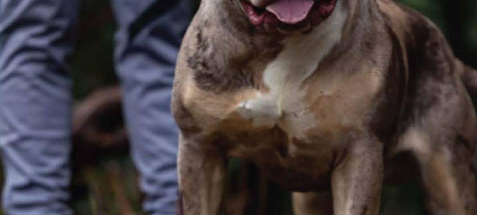 Gerichtsverfahren zu XL Bully in England