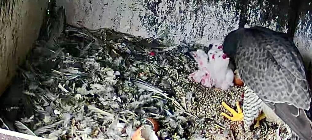 Sieben Wanderfalken-Küken im Märkischen Kreis geschlüpft