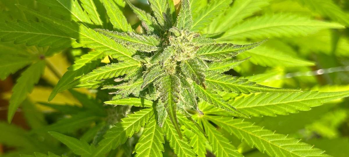 Plettenberg: Polizei räumt illegale Hanf-Plantage