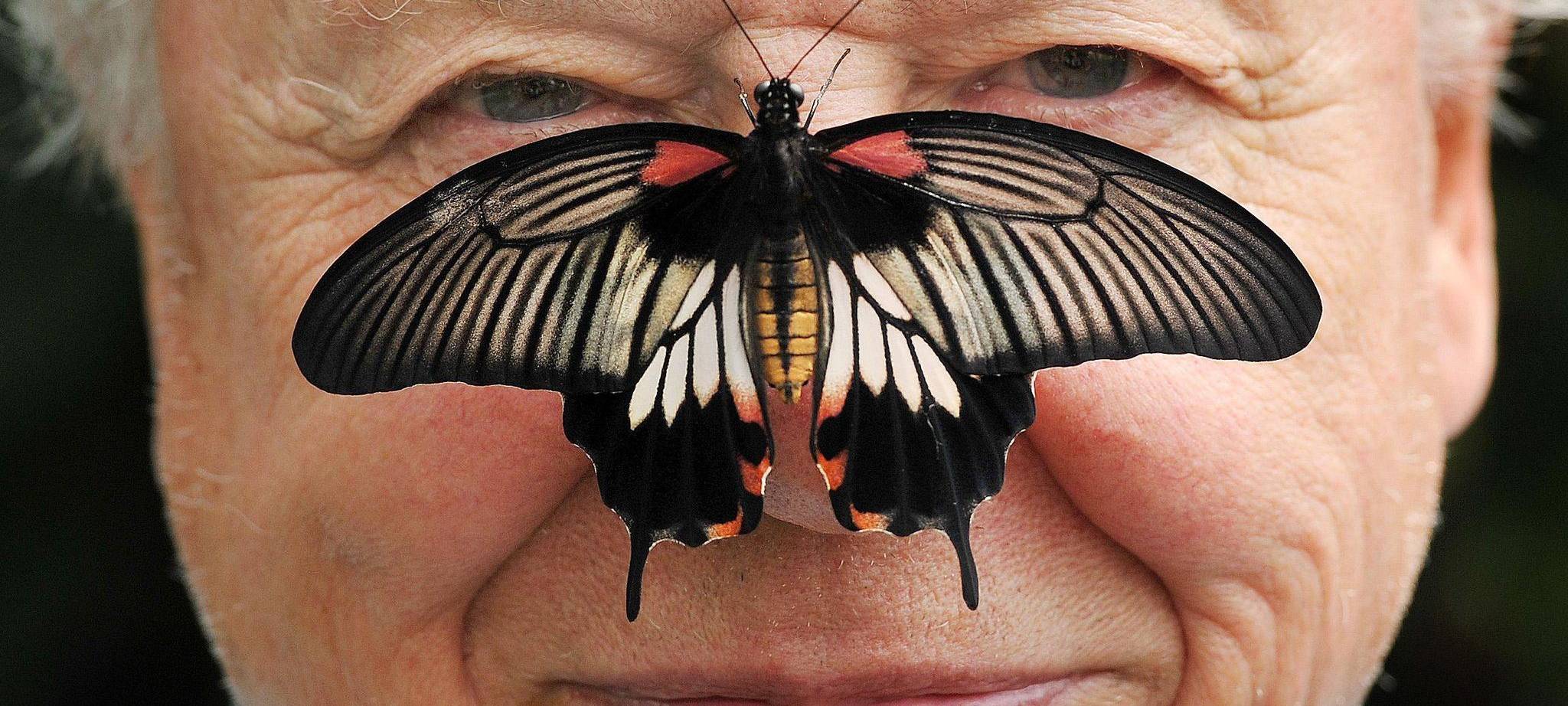 David Attenborough wird 100
