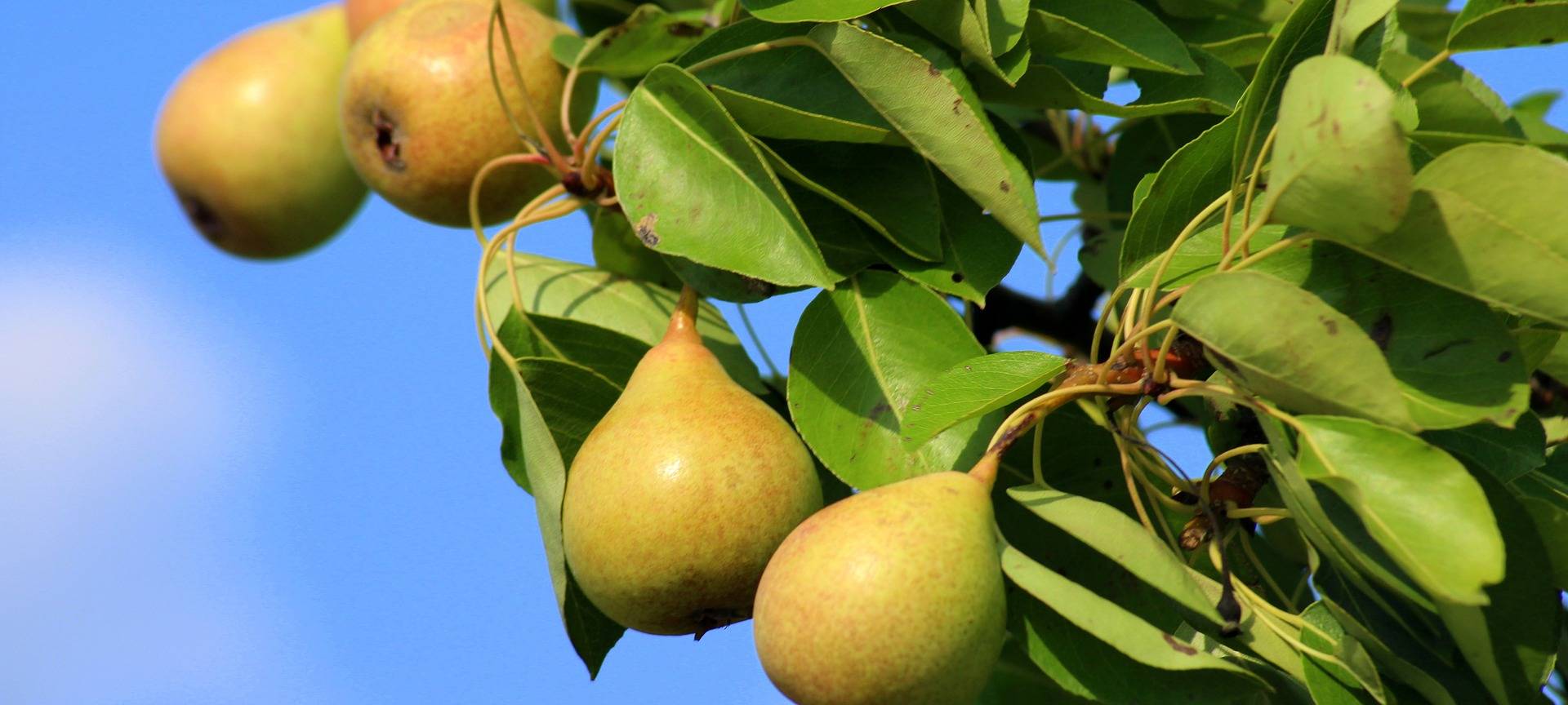Bedrohte Baumarten für euren Garten