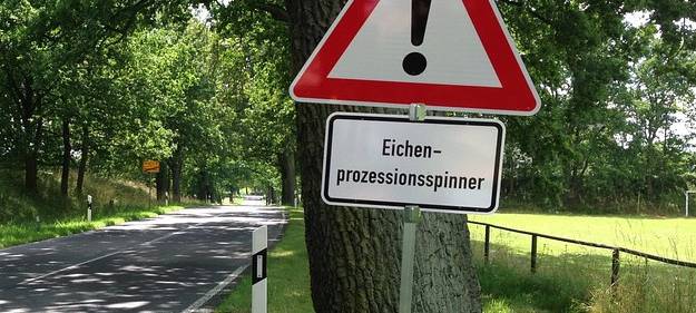 Eichenprozessionsspinner in Menden entdeckt