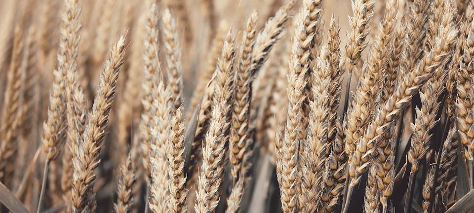 Bisher gute Ernte-Bilanz im Märkischen Kreis