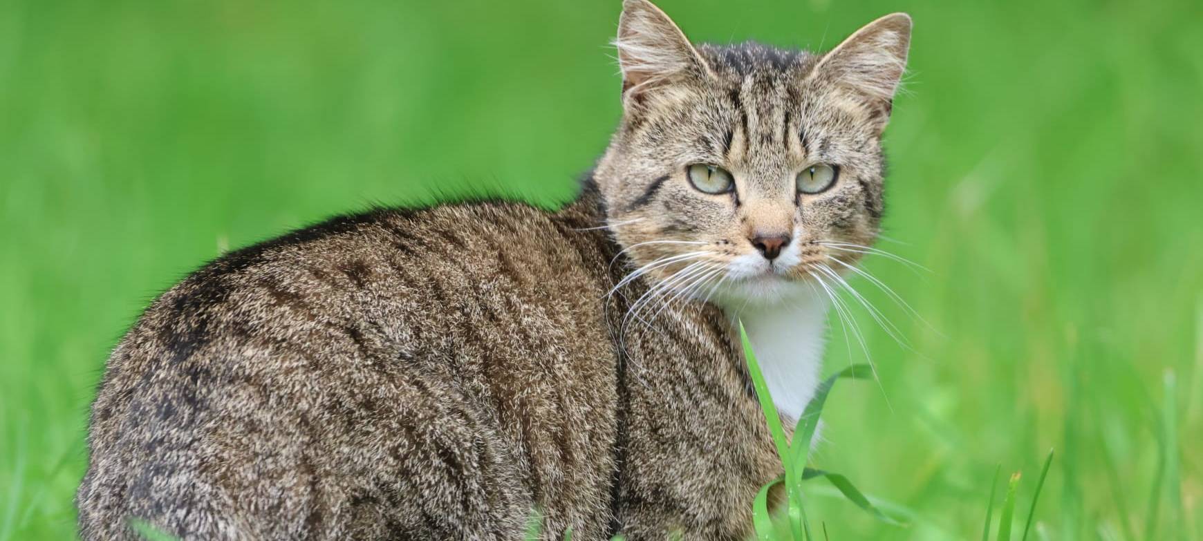 Kierspe: Kastrationspflicht für Freigängerkatzen