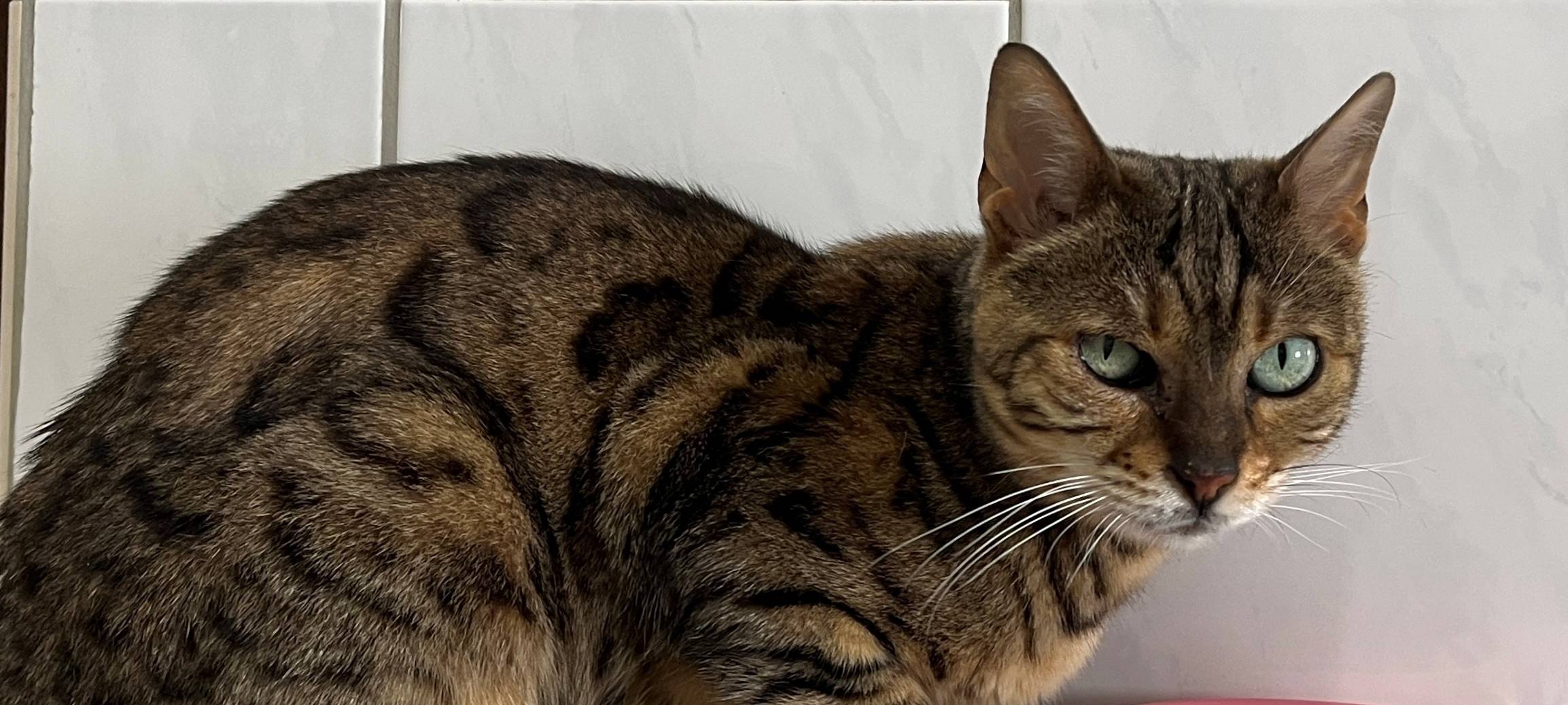 Tierheim Dornbusch sucht dringend Katzenfreunde