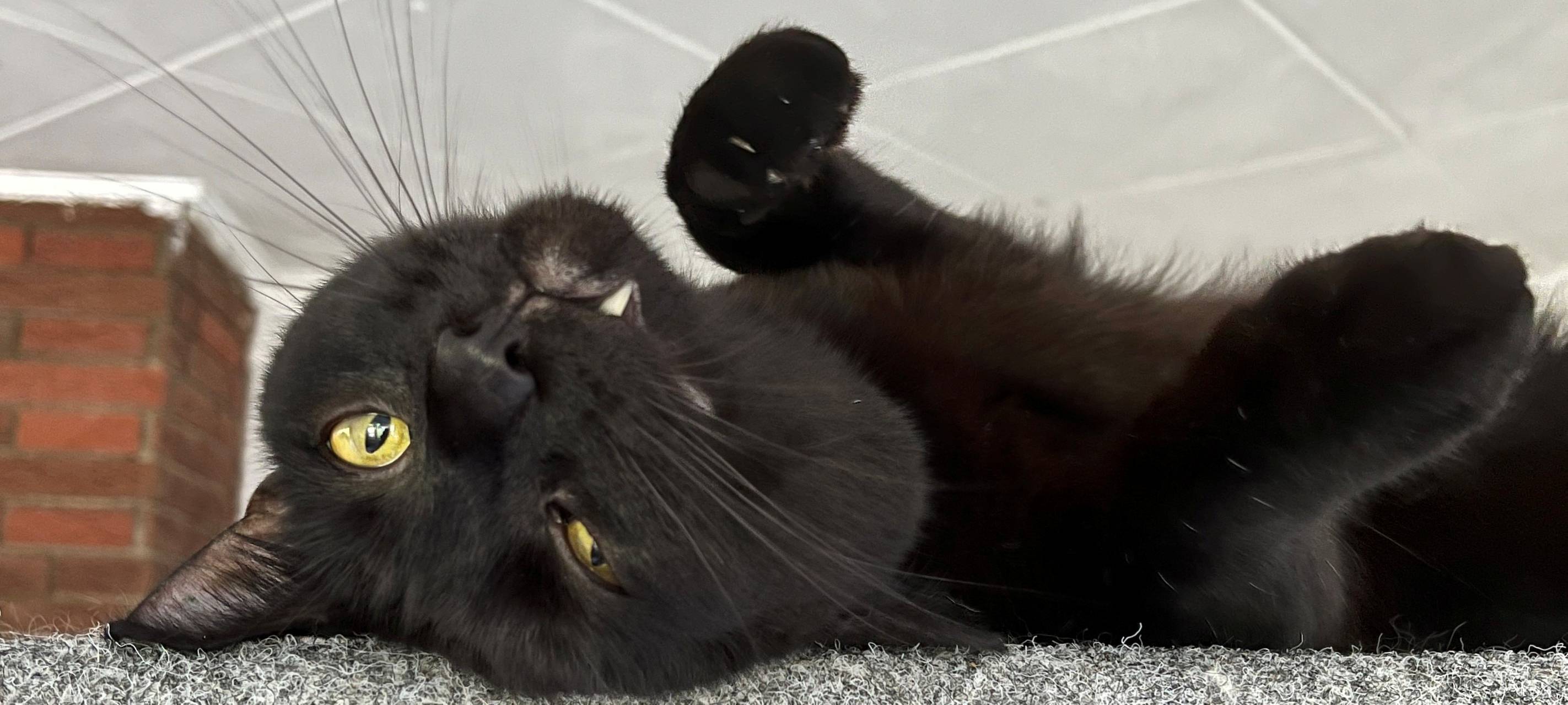 Tierheim Dornbusch sucht dringend Katzenfreunde