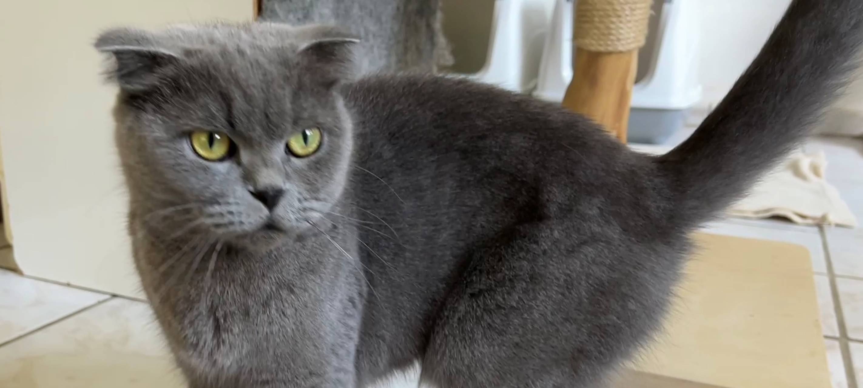 Tierheim Dornbusch sucht dringend Katzenfreunde