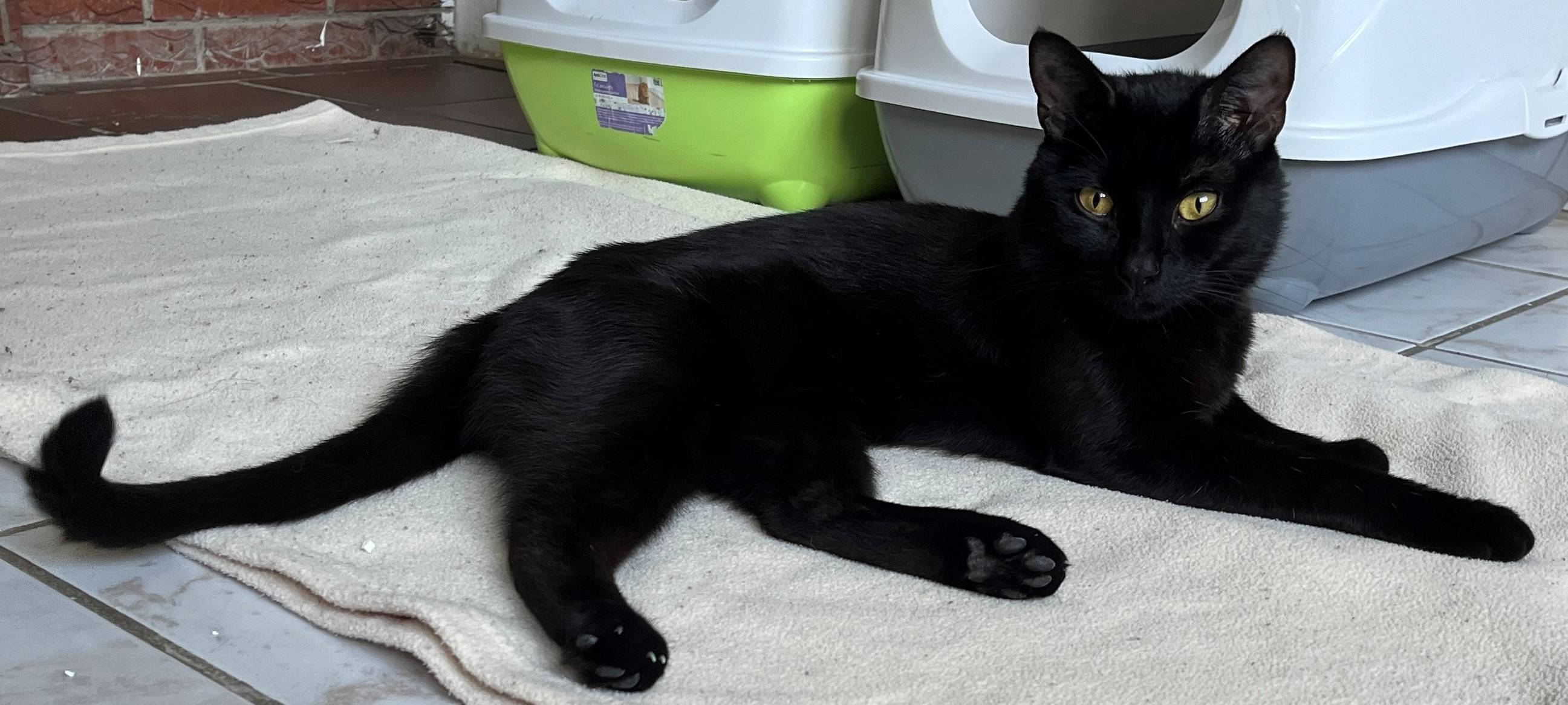 Tierheim Dornbusch sucht dringend Katzenfreunde