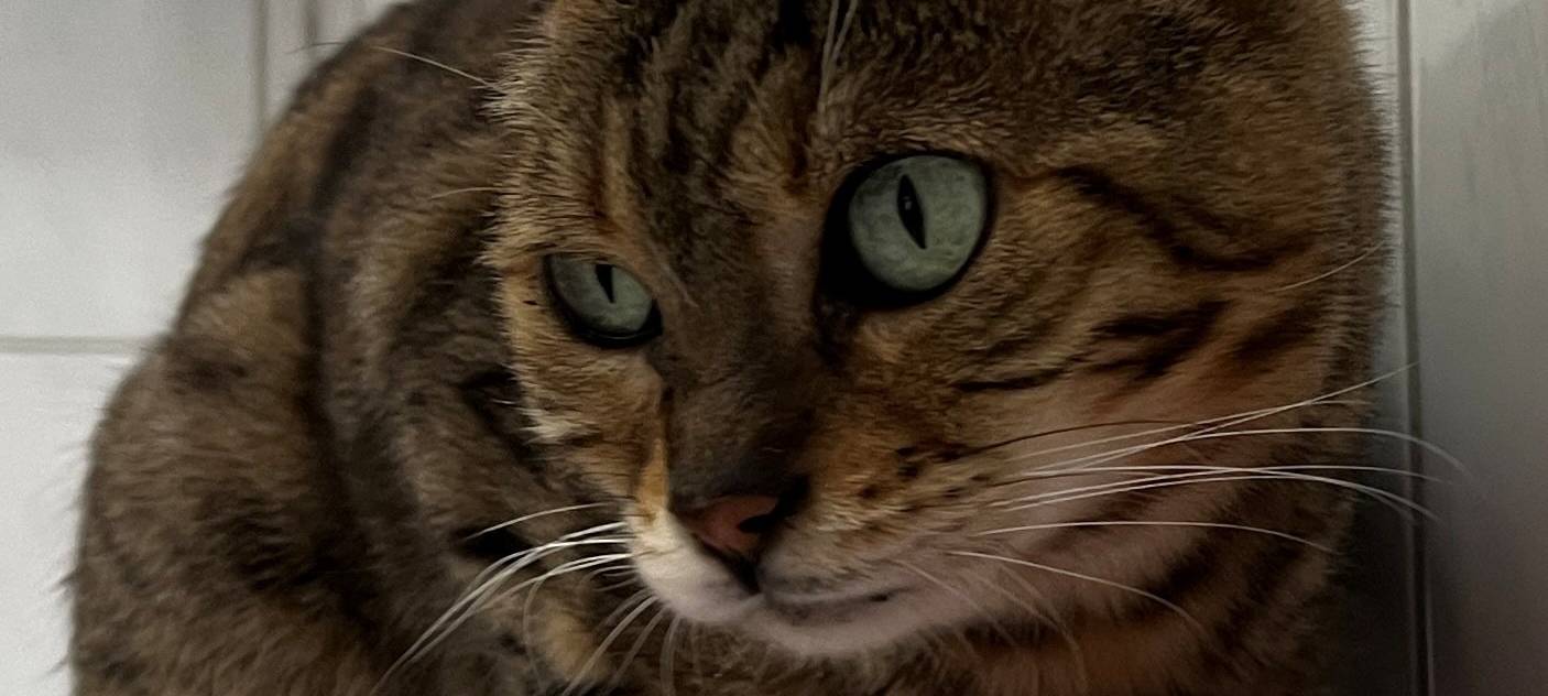 Tierheim Dornbusch sucht dringend Katzenfreunde