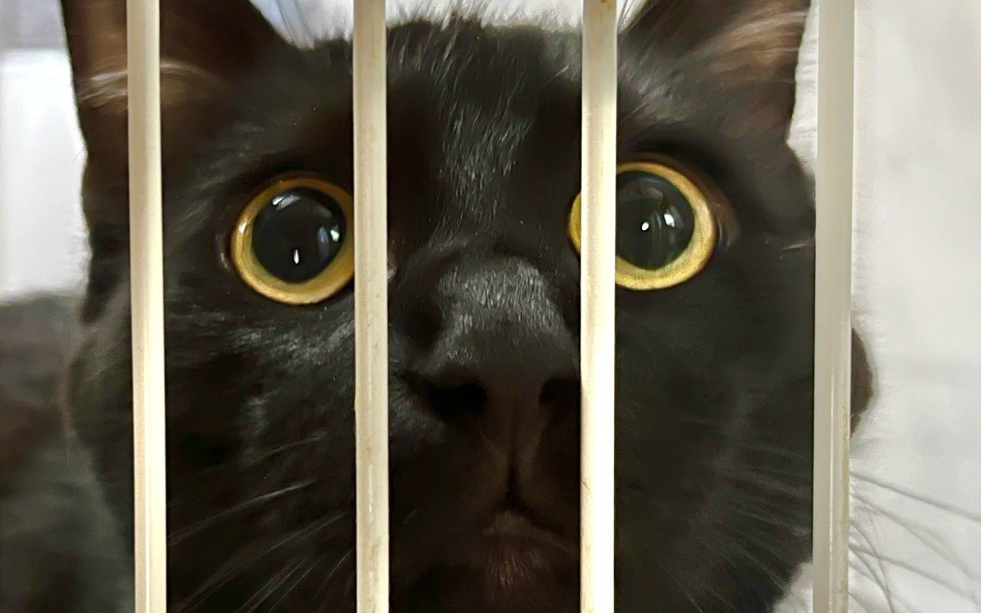 Tierheim Dornbusch sucht dringend Katzenfreunde