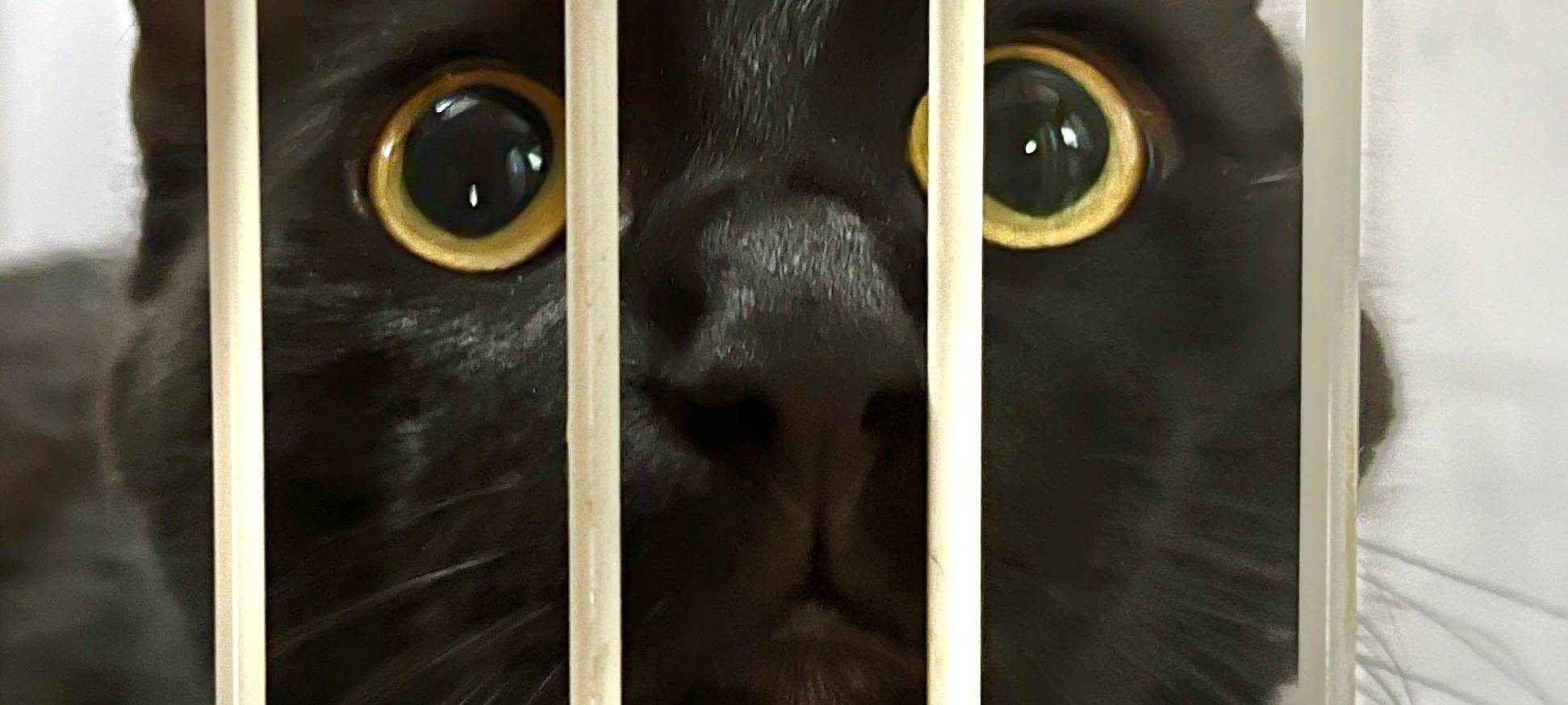 Tierheim Dornbusch sucht dringend Katzenfreunde
