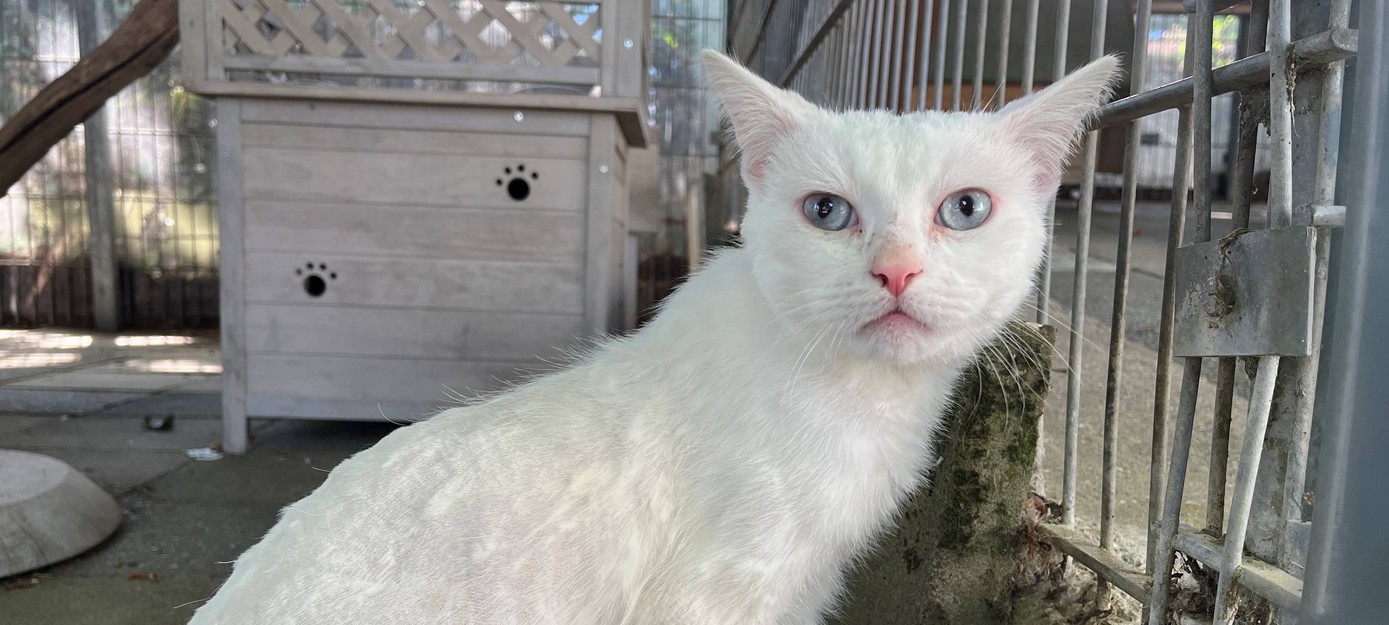 Tierheim Dornbusch sucht dringend Katzenfreunde