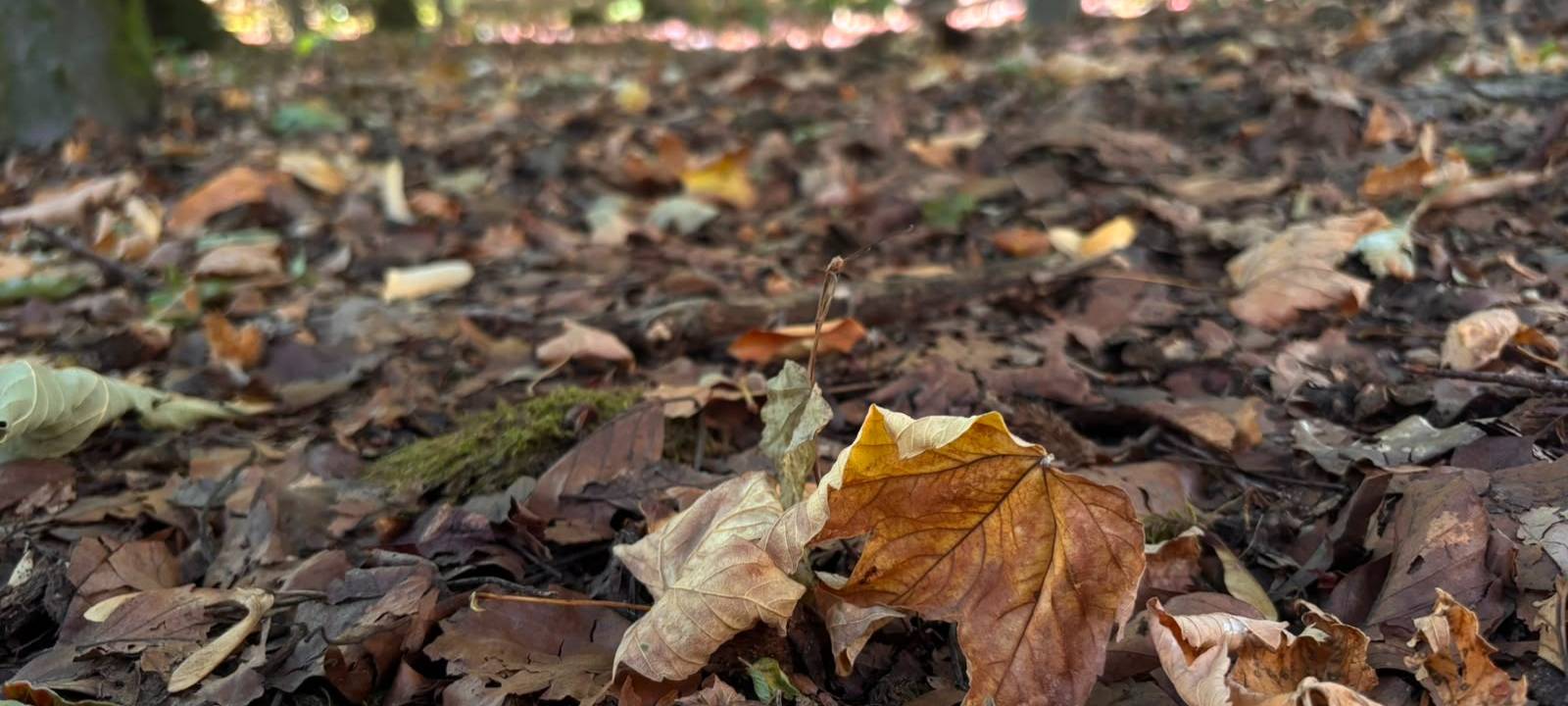 Hitze im Märkischen Kreis: Bäume leiden unter den Temperaturen
