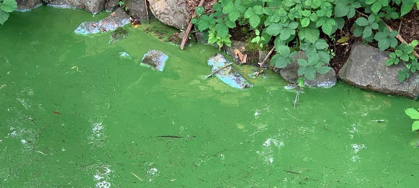Debatte um Blaualgen im Iserlohner Seilersee