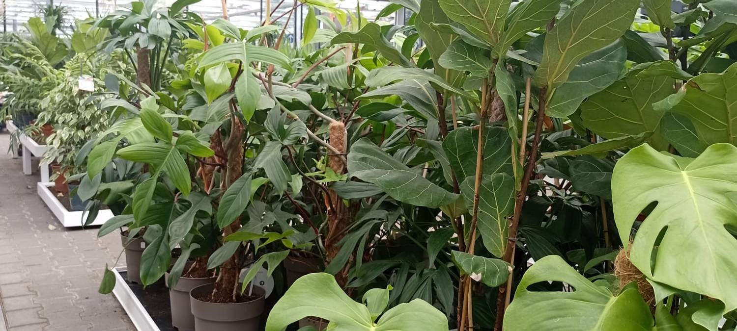 Rettung für Gartencenter Augsburg in Iserlohn