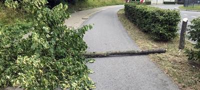 Unbekannte fällen Linde in Hemer