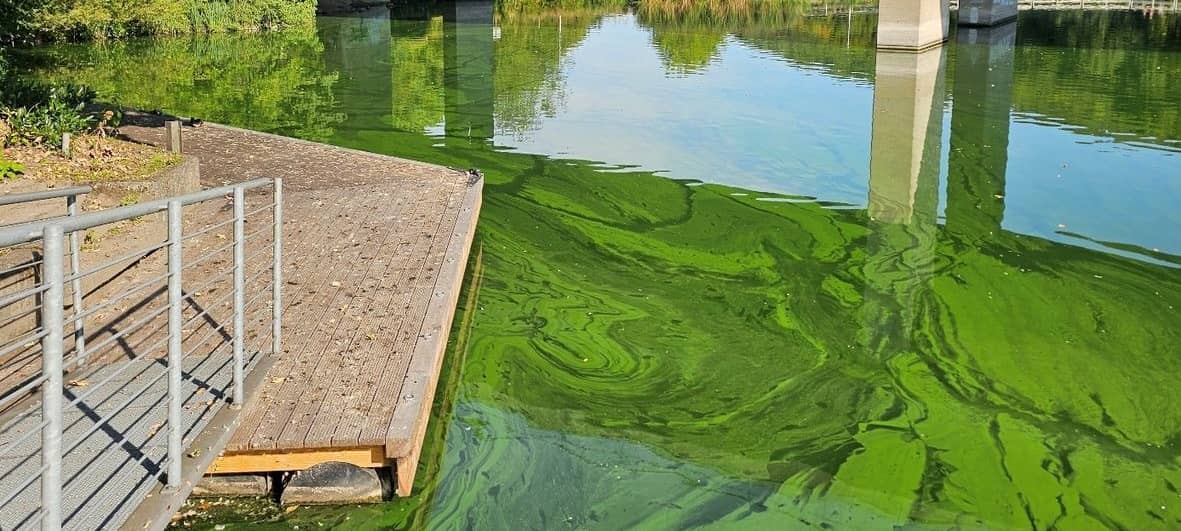 Stadt Iserlohn warnt vor giftigen Blaualgen im Seilersee