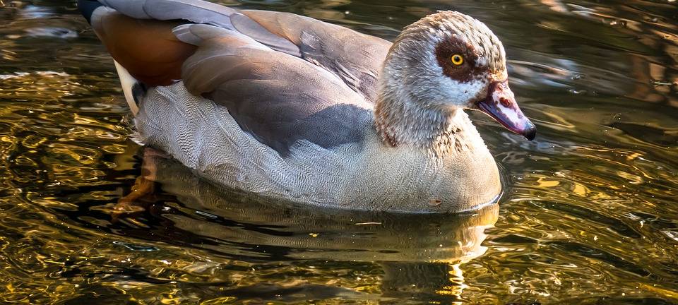 Gans mit Pfeil im Bein ist gerettet!