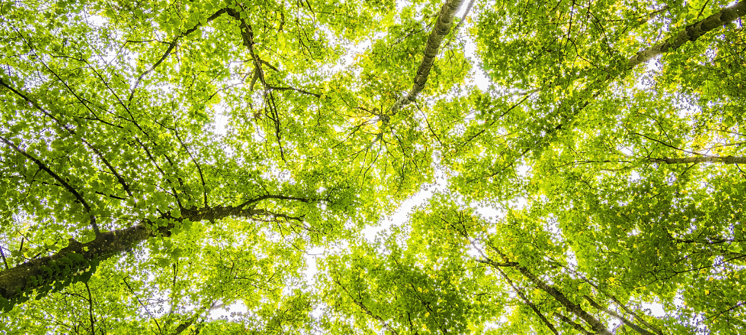Unternehmen aus Lüdenscheid forstet auf