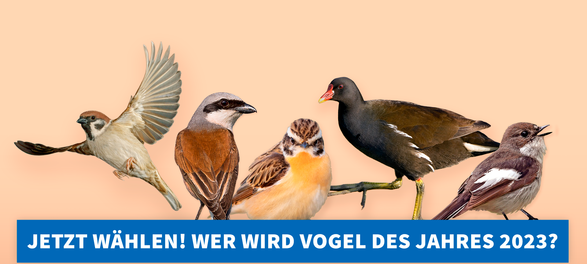 Das sind die Vögel die zur Abstimmung stehen.