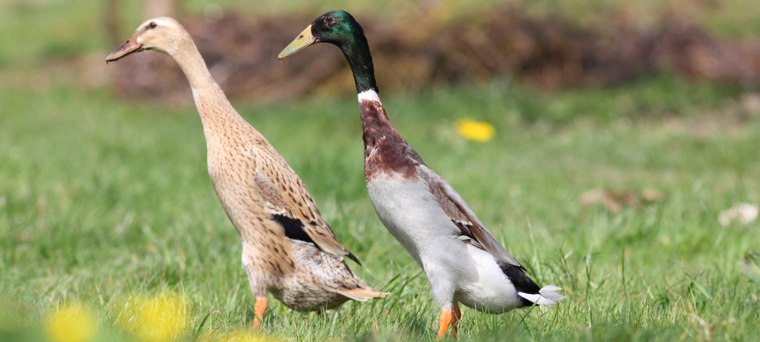 Kurioser Enten-Diebstahl in Lüdenscheid